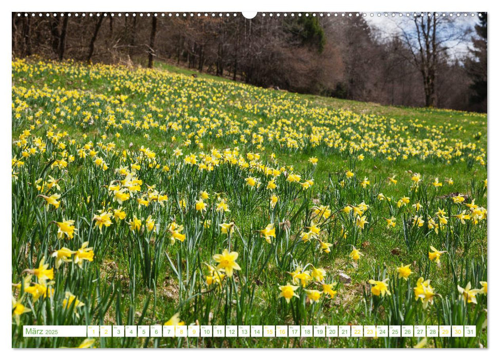 Eifelwälder - bezaubernde Tagträume (CALVENDO Premium Wandkalender 2025)