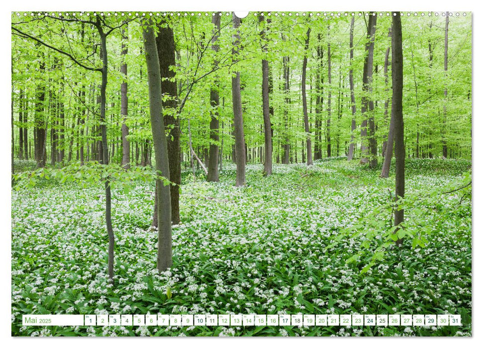 Eifelwälder - bezaubernde Tagträume (CALVENDO Premium Wandkalender 2025)