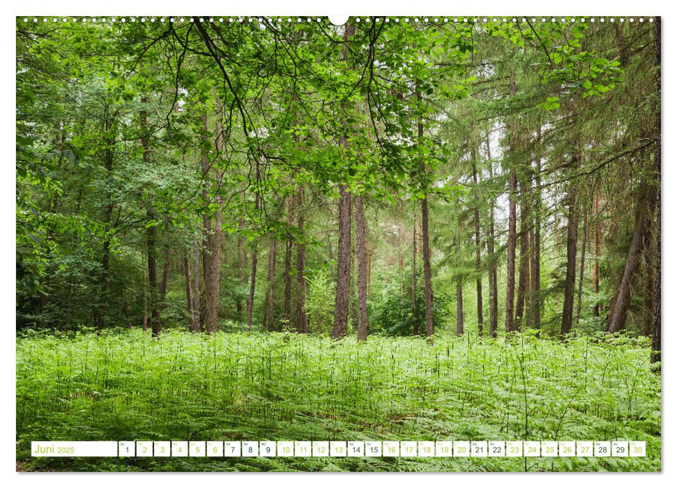 Eifelwälder - bezaubernde Tagträume (CALVENDO Premium Wandkalender 2025)