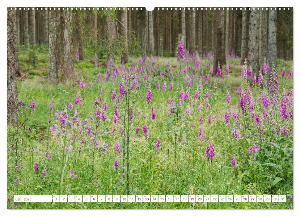 Eifelwälder - bezaubernde Tagträume (CALVENDO Premium Wandkalender 2025)