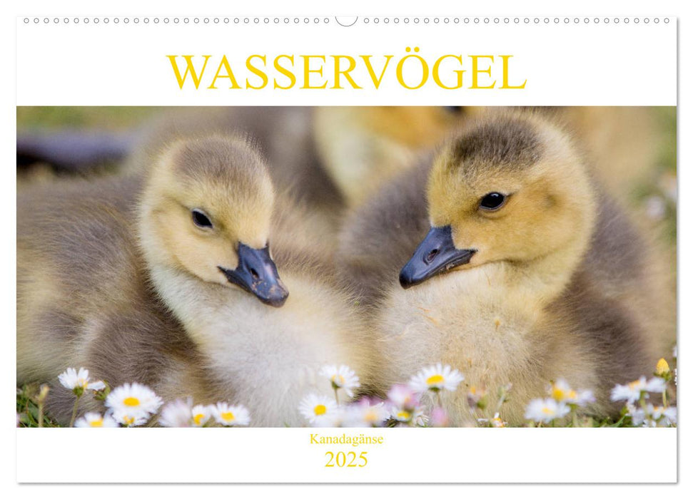 Wasservögel - Kanadagänse (CALVENDO Wandkalender 2025)