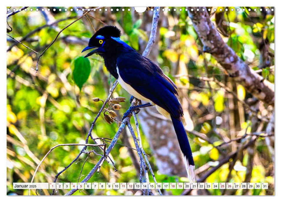 Pantanal: Faszinierende Tiere hautnah (CALVENDO Wandkalender 2025)