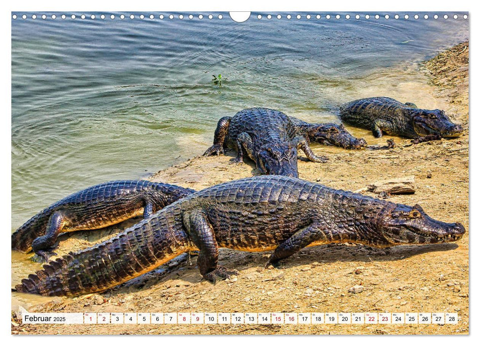 Pantanal: Faszinierende Tiere hautnah (CALVENDO Wandkalender 2025)