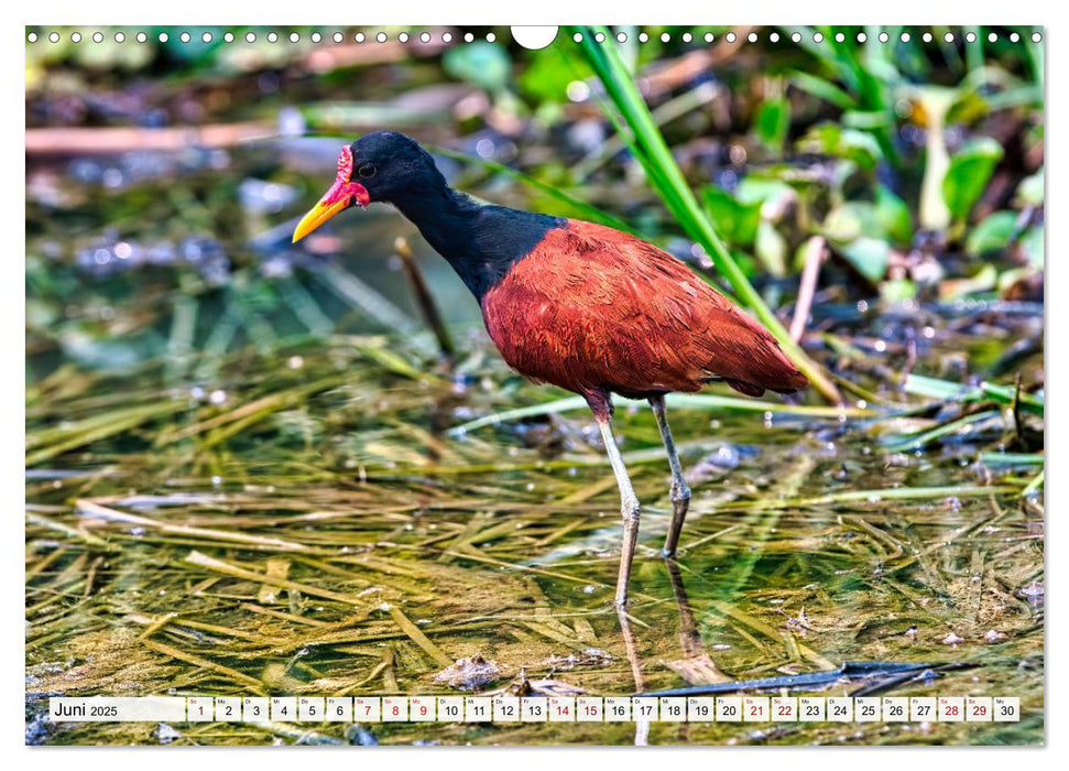 Pantanal: Faszinierende Tiere hautnah (CALVENDO Wandkalender 2025)