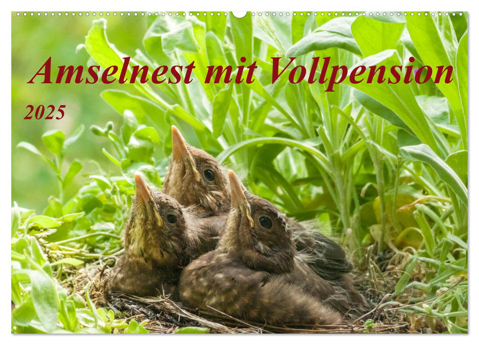 Amselnest mit Vollpension (CALVENDO Wandkalender 2025)