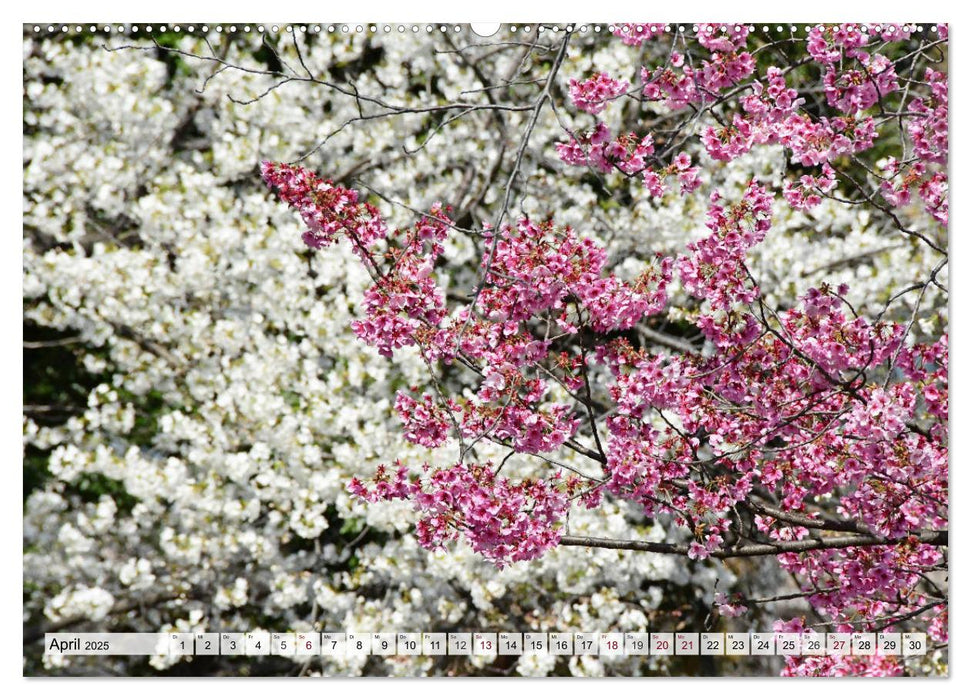 Die Kirschblüte in Japan (CALVENDO Premium Wandkalender 2025)