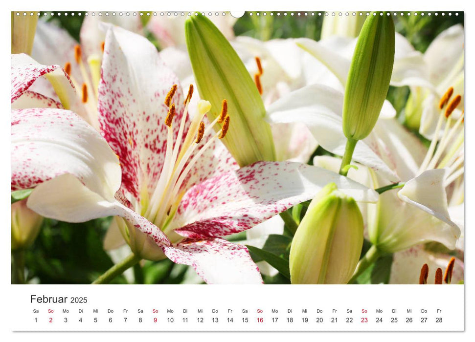 Feurige Lilien (CALVENDO Premium Wandkalender 2025)