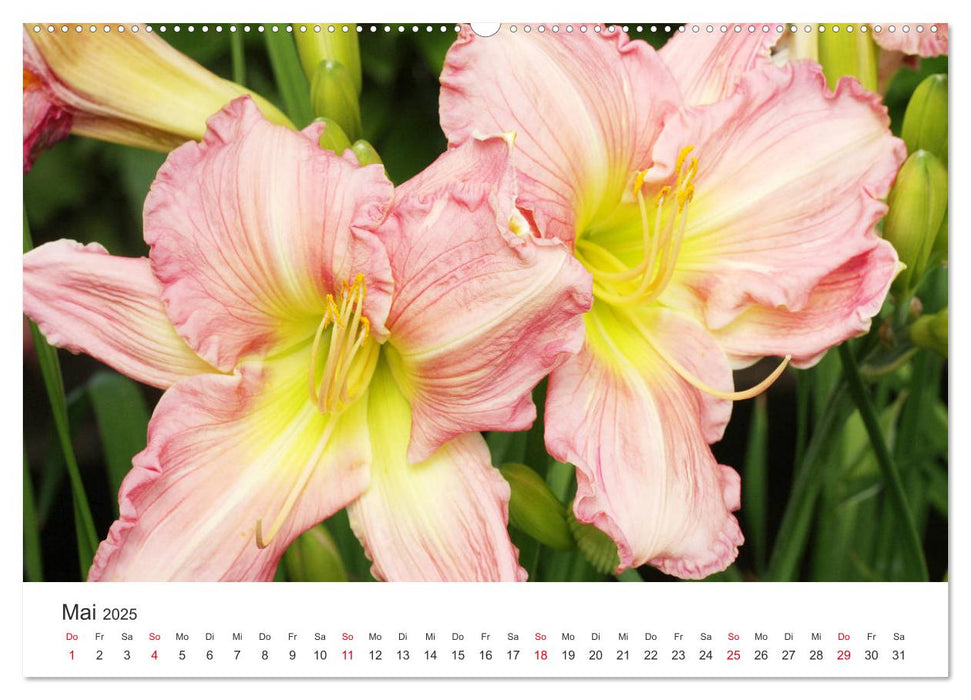 Feurige Lilien (CALVENDO Premium Wandkalender 2025)