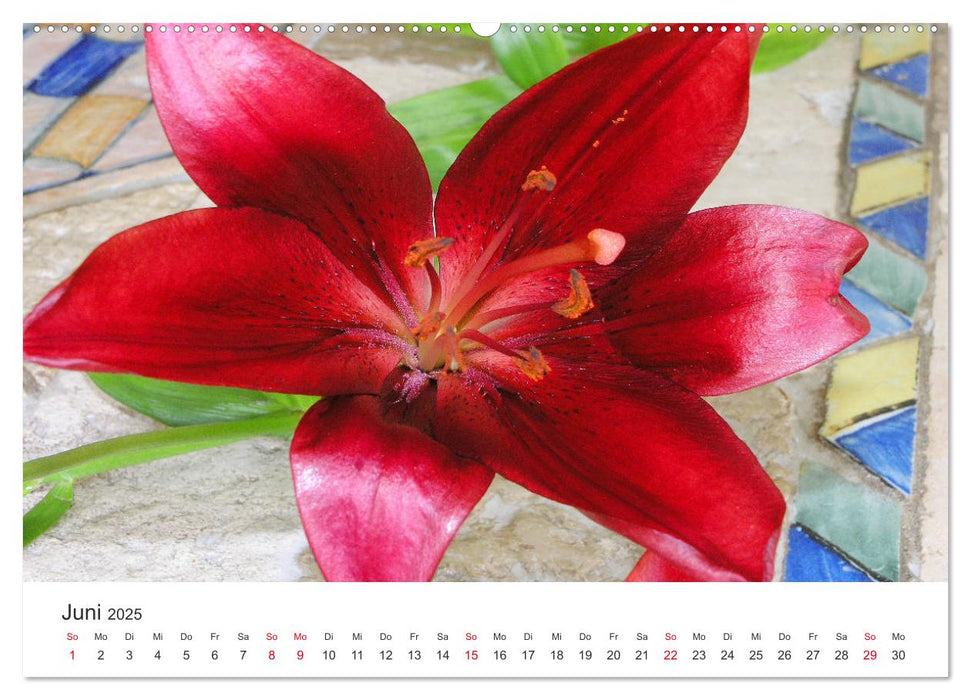 Feurige Lilien (CALVENDO Premium Wandkalender 2025)