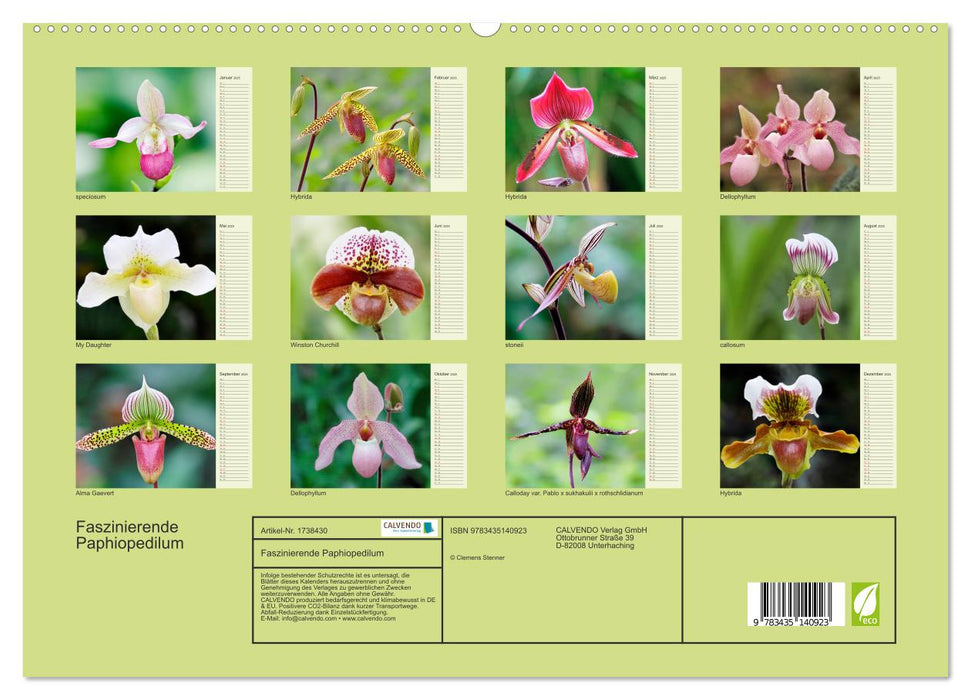 Faszinierende Paphiopedilum (CALVENDO Premium Wandkalender 2025)