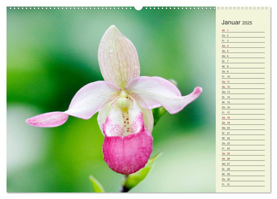 Faszinierende Paphiopedilum (CALVENDO Premium Wandkalender 2025)