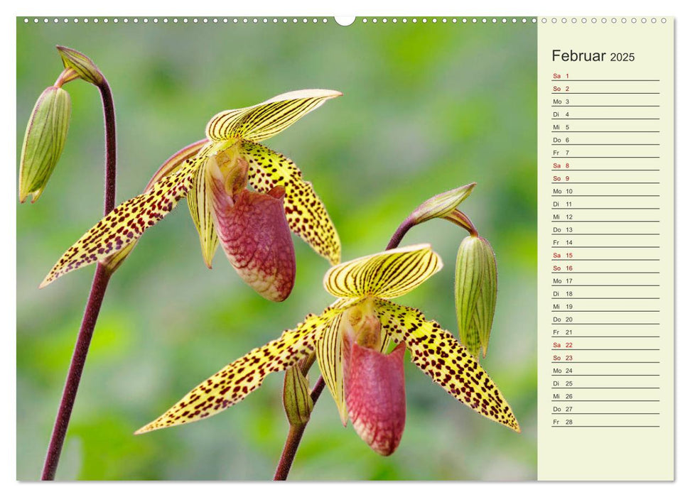 Faszinierende Paphiopedilum (CALVENDO Premium Wandkalender 2025)