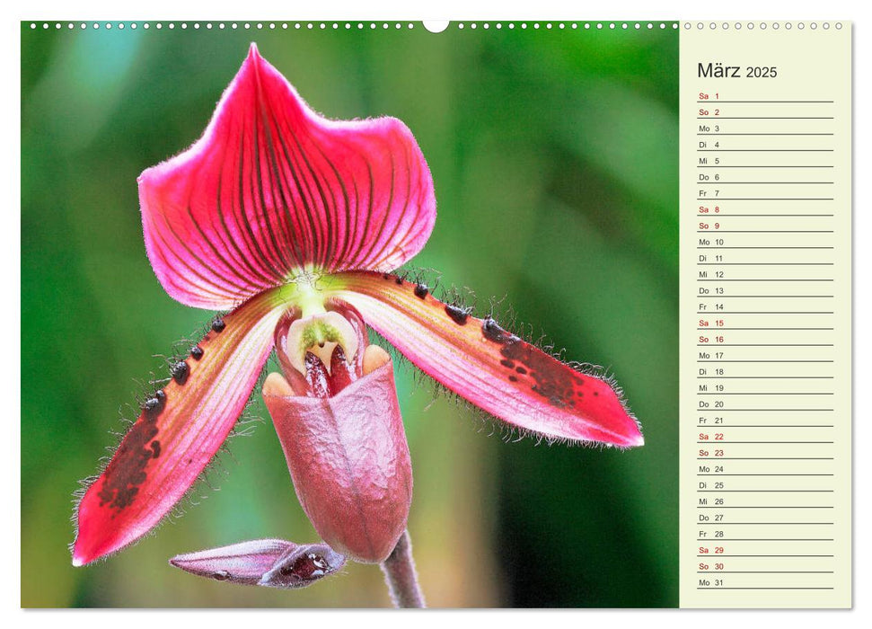 Faszinierende Paphiopedilum (CALVENDO Premium Wandkalender 2025)