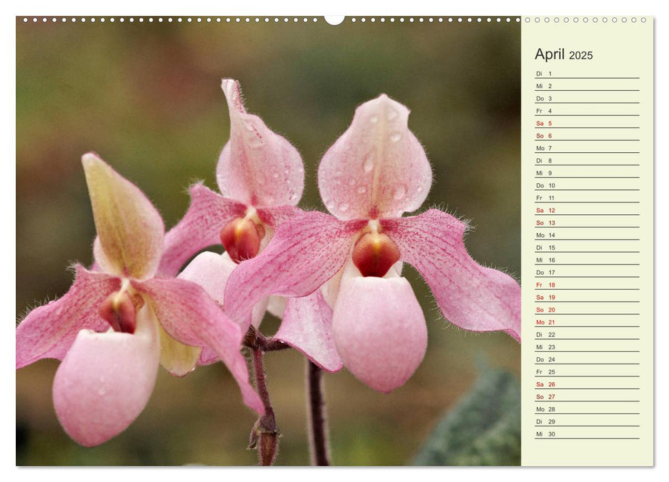 Faszinierende Paphiopedilum (CALVENDO Premium Wandkalender 2025)