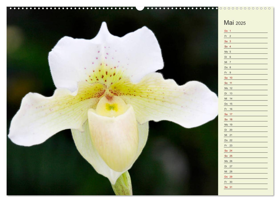 Faszinierende Paphiopedilum (CALVENDO Premium Wandkalender 2025)