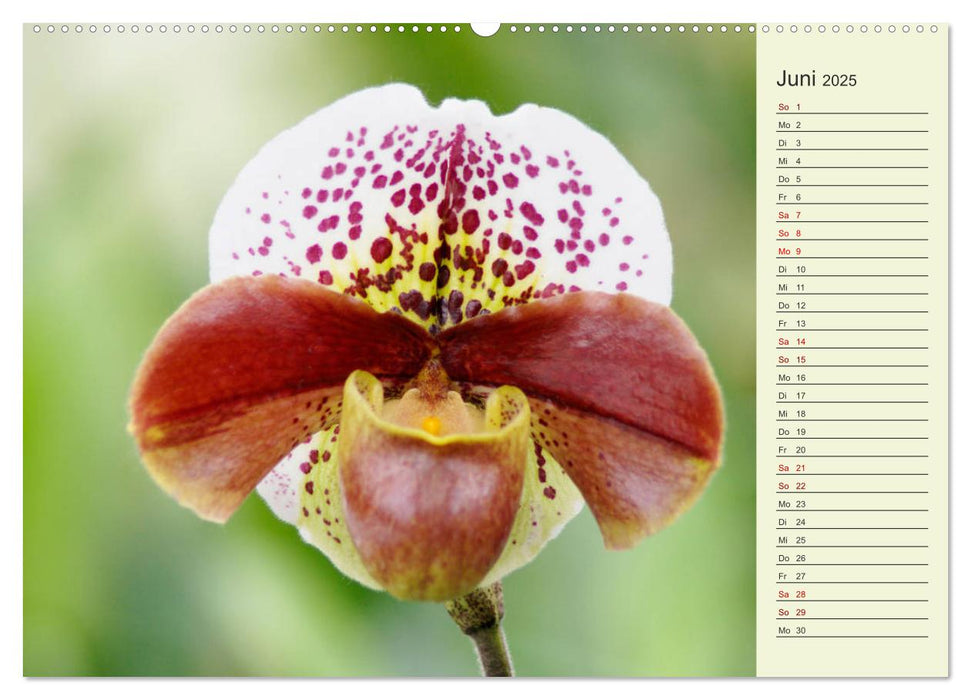 Faszinierende Paphiopedilum (CALVENDO Premium Wandkalender 2025)