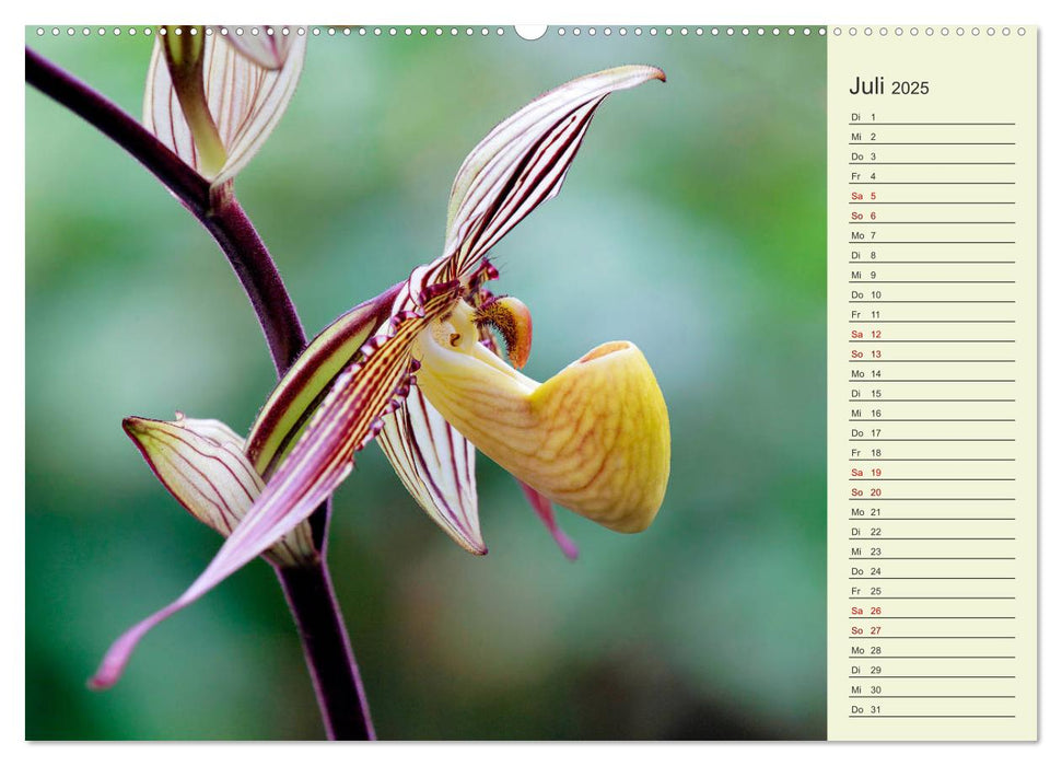 Faszinierende Paphiopedilum (CALVENDO Premium Wandkalender 2025)