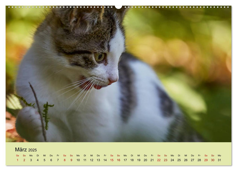 Junge Katzen im Wald (CALVENDO Premium Wandkalender 2025)