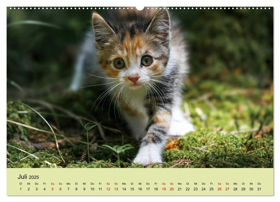 Junge Katzen im Wald (CALVENDO Premium Wandkalender 2025)