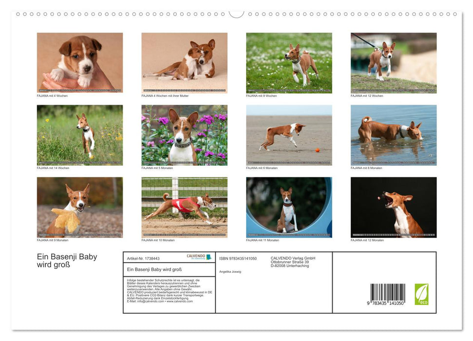 Ein Basenji Baby wird groß (CALVENDO Premium Wandkalender 2025)