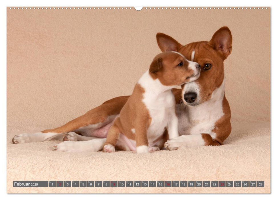 Ein Basenji Baby wird groß (CALVENDO Premium Wandkalender 2025)