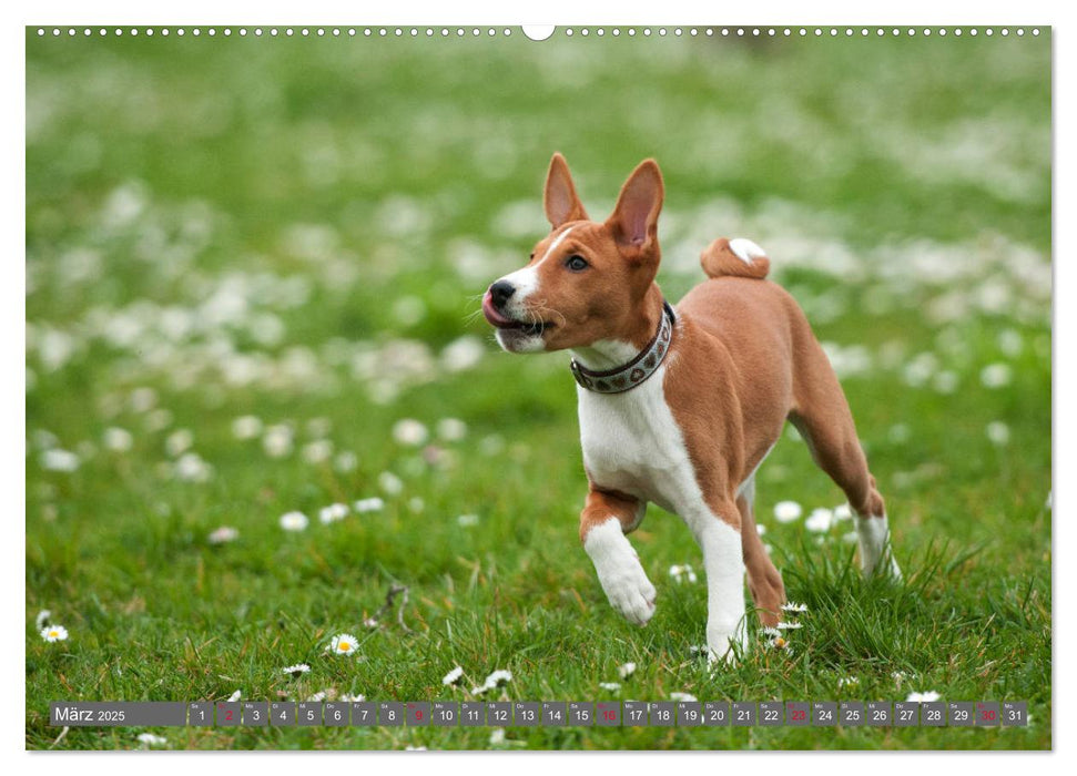 Ein Basenji Baby wird groß (CALVENDO Premium Wandkalender 2025)