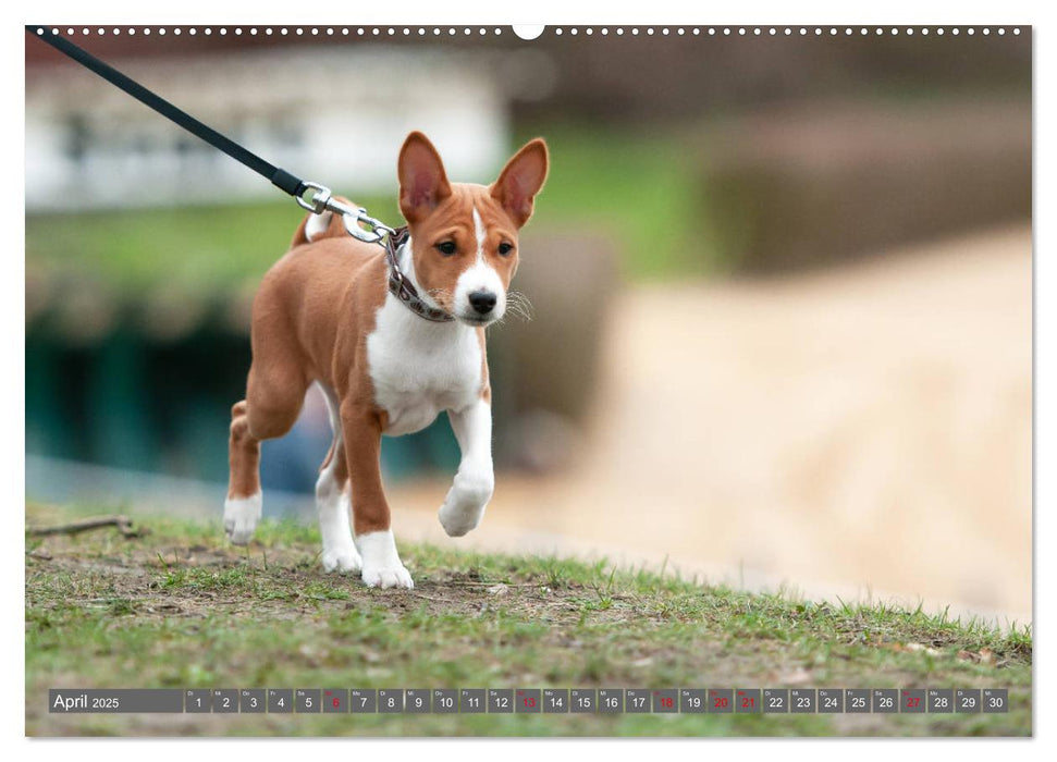 Ein Basenji Baby wird groß (CALVENDO Premium Wandkalender 2025)