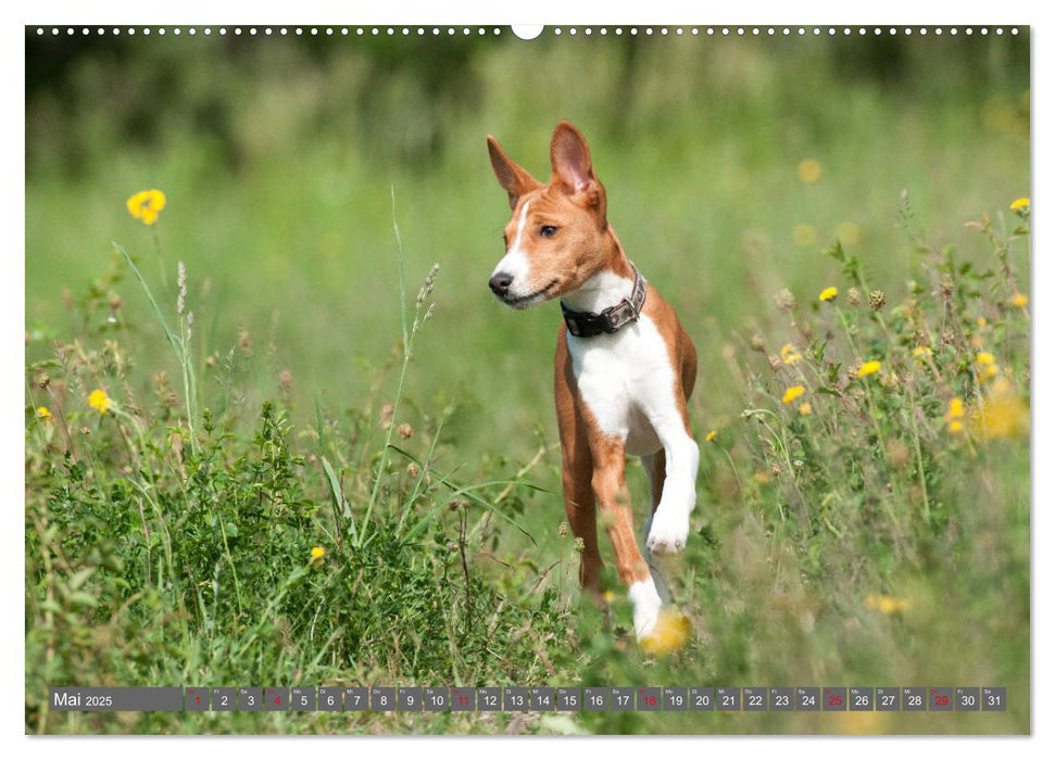 Ein Basenji Baby wird groß (CALVENDO Premium Wandkalender 2025)