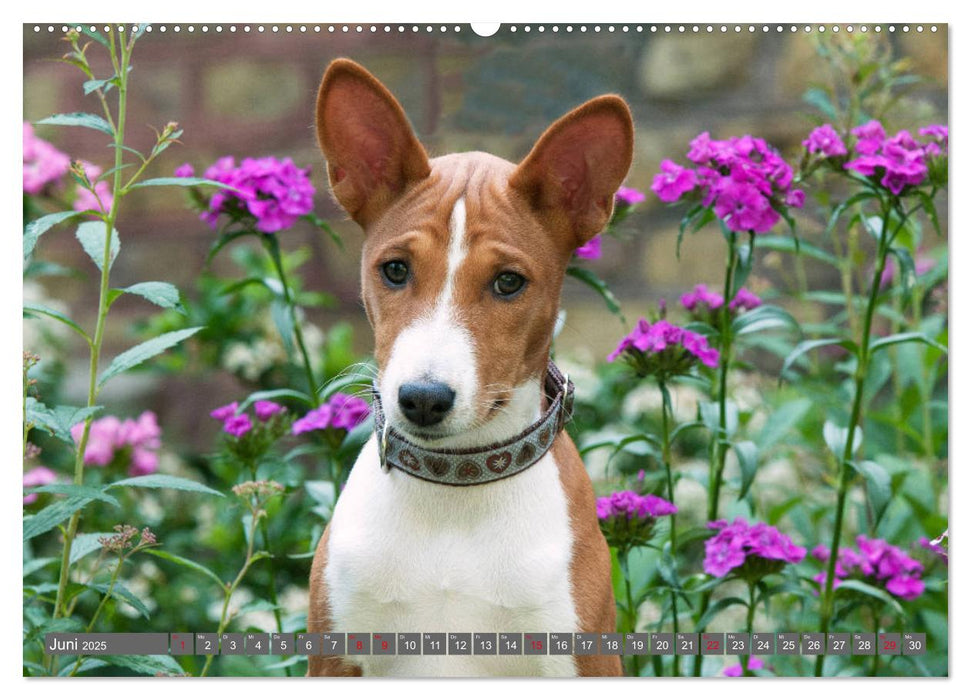 Ein Basenji Baby wird groß (CALVENDO Premium Wandkalender 2025)