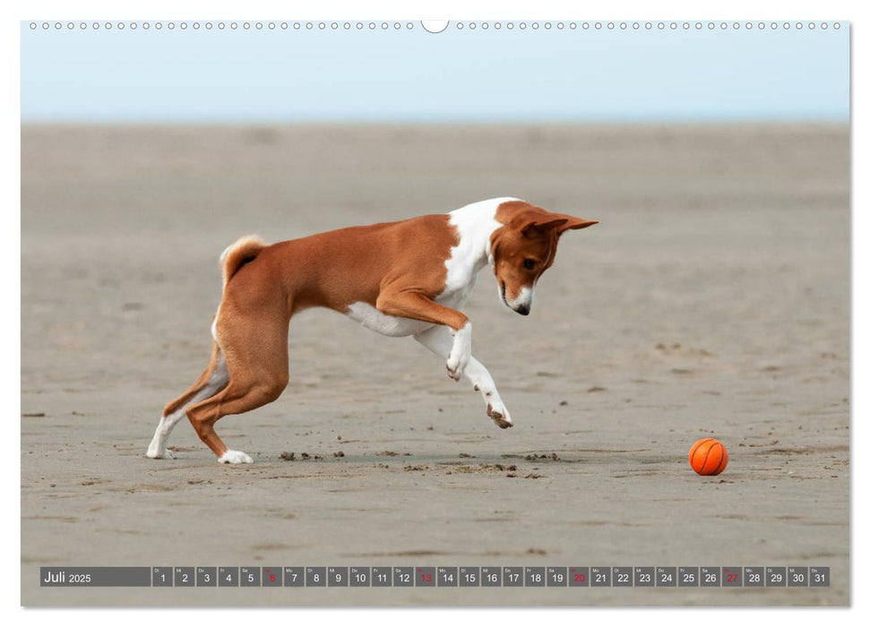 Ein Basenji Baby wird groß (CALVENDO Premium Wandkalender 2025)