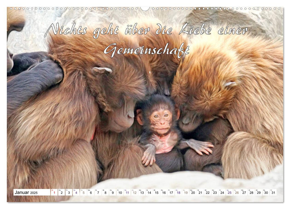 Tierbabies - Spruchkalender (CALVENDO Premium Wandkalender 2025)