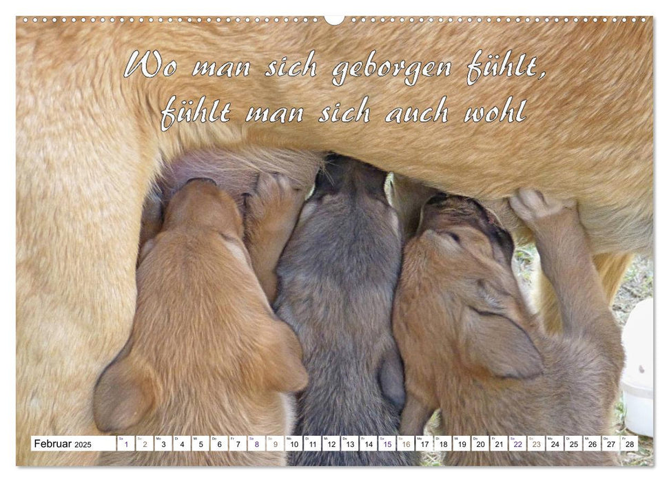 Tierbabies - Spruchkalender (CALVENDO Premium Wandkalender 2025)