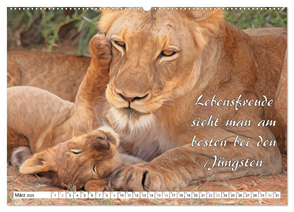 Tierbabies - Spruchkalender (CALVENDO Premium Wandkalender 2025)