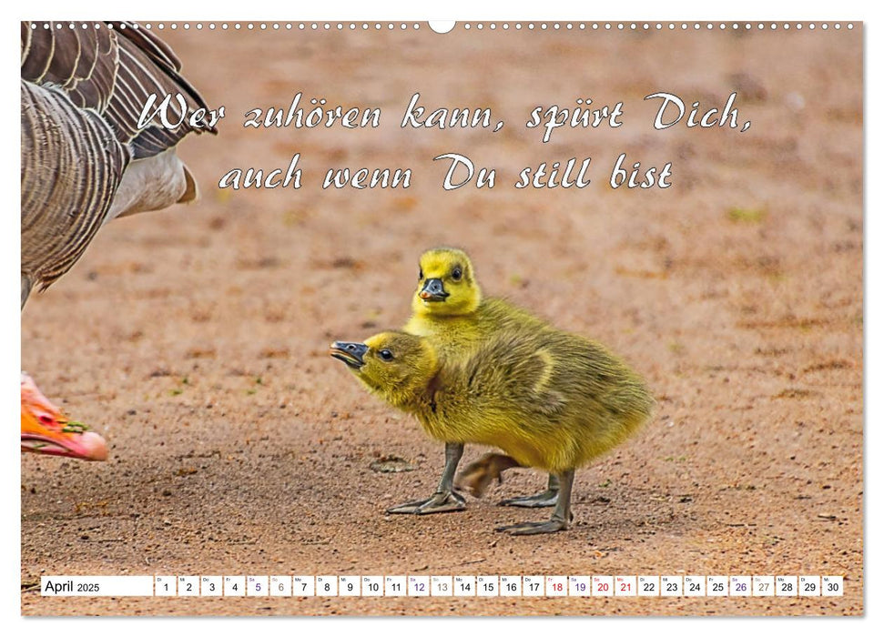 Tierbabies - Spruchkalender (CALVENDO Premium Wandkalender 2025)