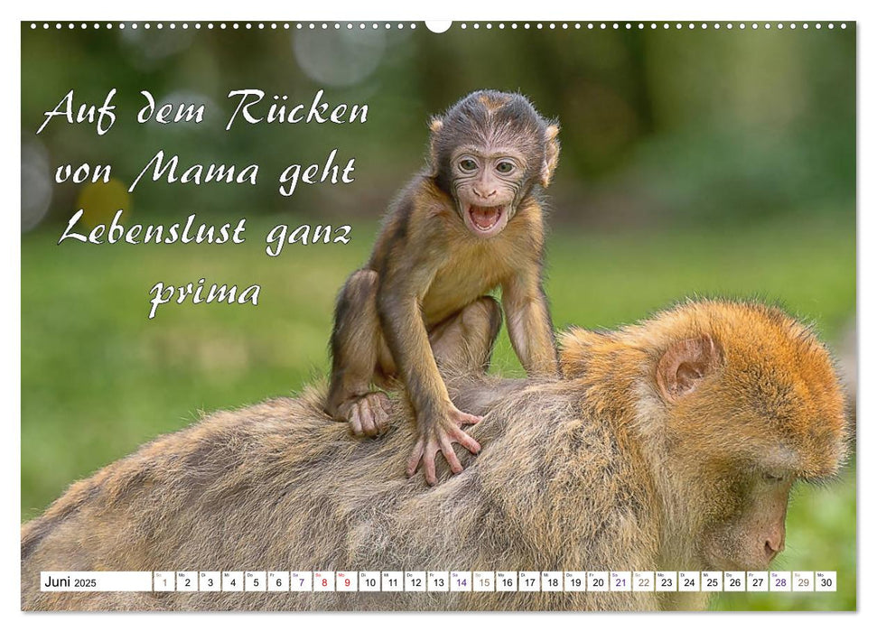 Tierbabies - Spruchkalender (CALVENDO Premium Wandkalender 2025)