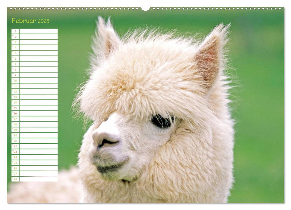 Alpakas: Wollige Kleinkamele aus Südamerika - Edition lustige Tiere (CALVENDO Wandkalender 2025)