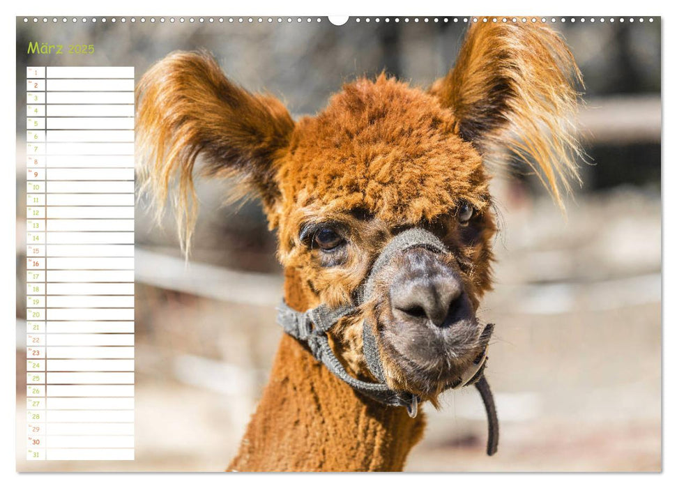 Alpakas: Wollige Kleinkamele aus Südamerika - Edition lustige Tiere (CALVENDO Wandkalender 2025)