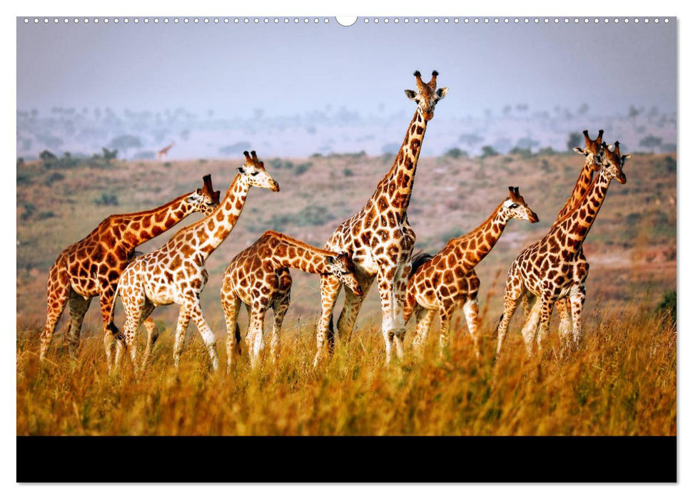 UGANDA - Murchison Falls Nationalpark (CALVENDO Premium Wandkalender 2025)