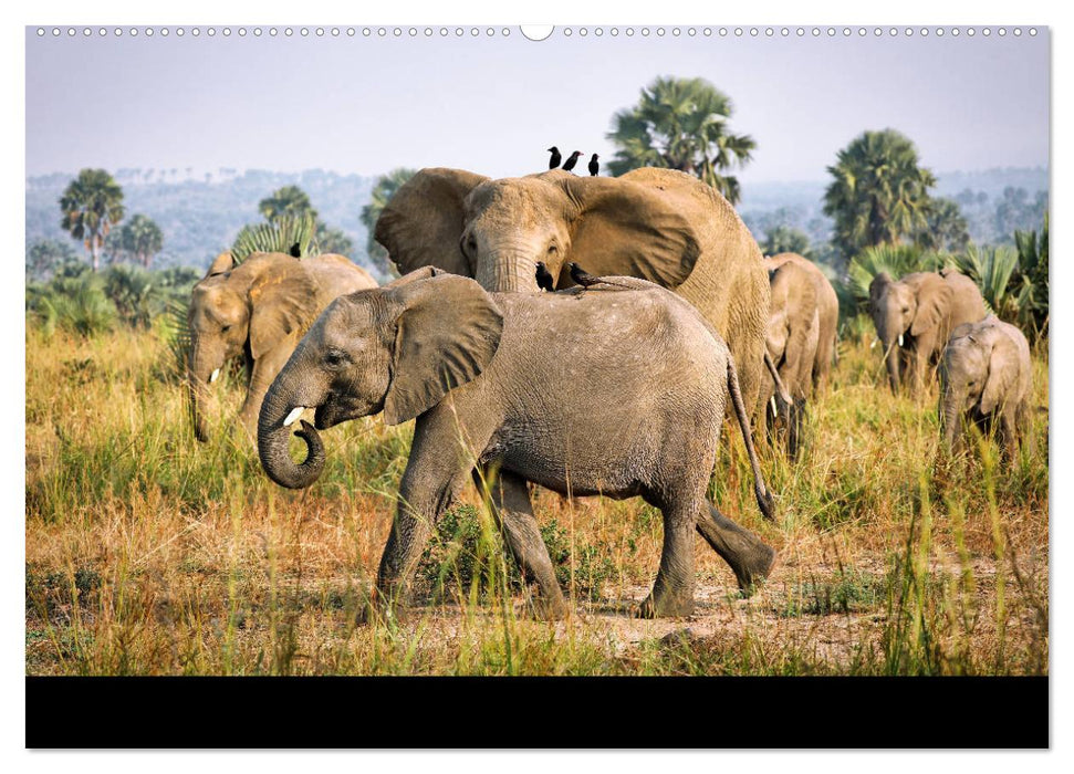 UGANDA - Murchison Falls Nationalpark (CALVENDO Premium Wandkalender 2025)