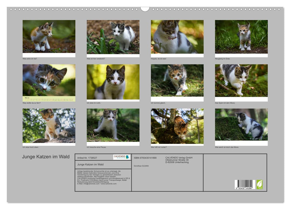 Junge Katzen im Wald (CALVENDO Wandkalender 2025)