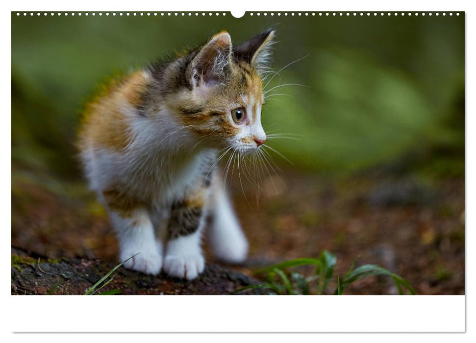 Junge Katzen im Wald (CALVENDO Wandkalender 2025)