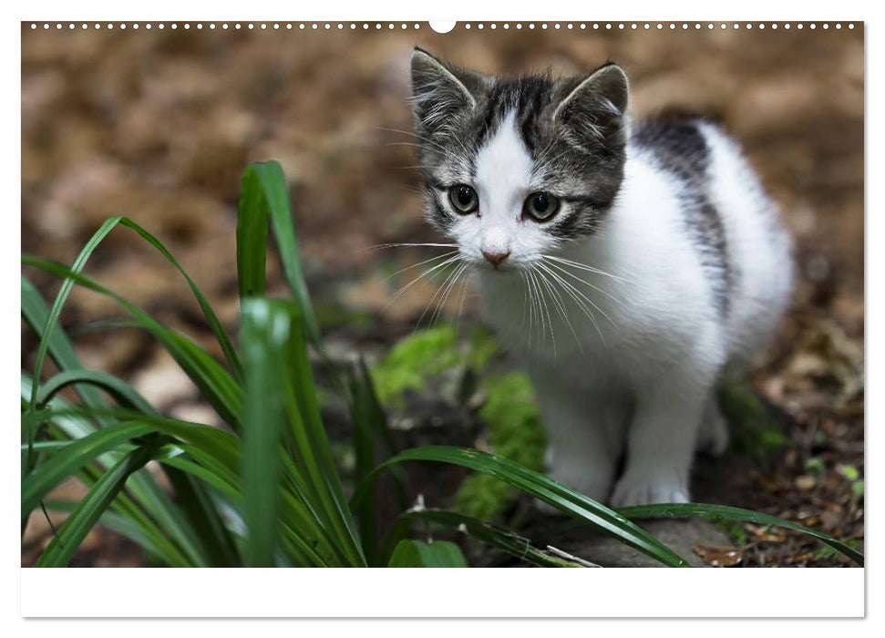 Junge Katzen im Wald (CALVENDO Wandkalender 2025)