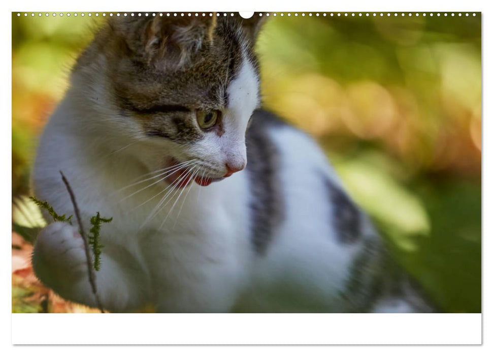 Junge Katzen im Wald (CALVENDO Wandkalender 2025)