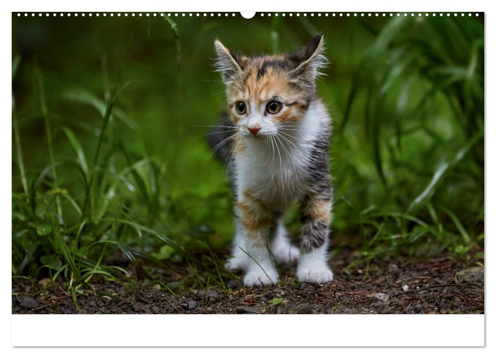 Junge Katzen im Wald (CALVENDO Wandkalender 2025)