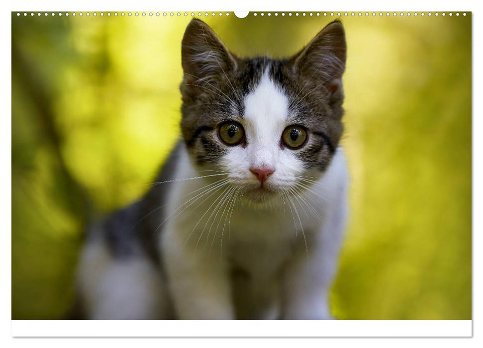 Junge Katzen im Wald (CALVENDO Wandkalender 2025)