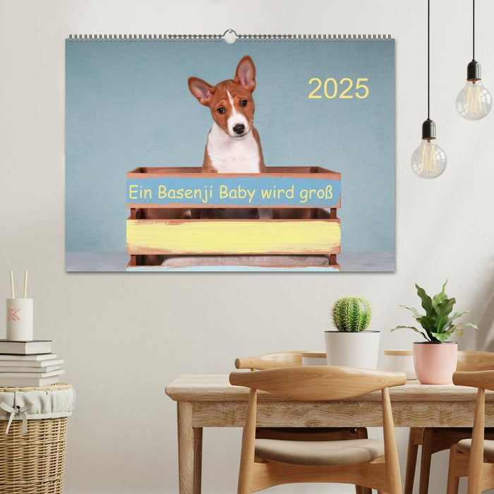 Ein Basenji Baby wird groß (CALVENDO Wandkalender 2025)