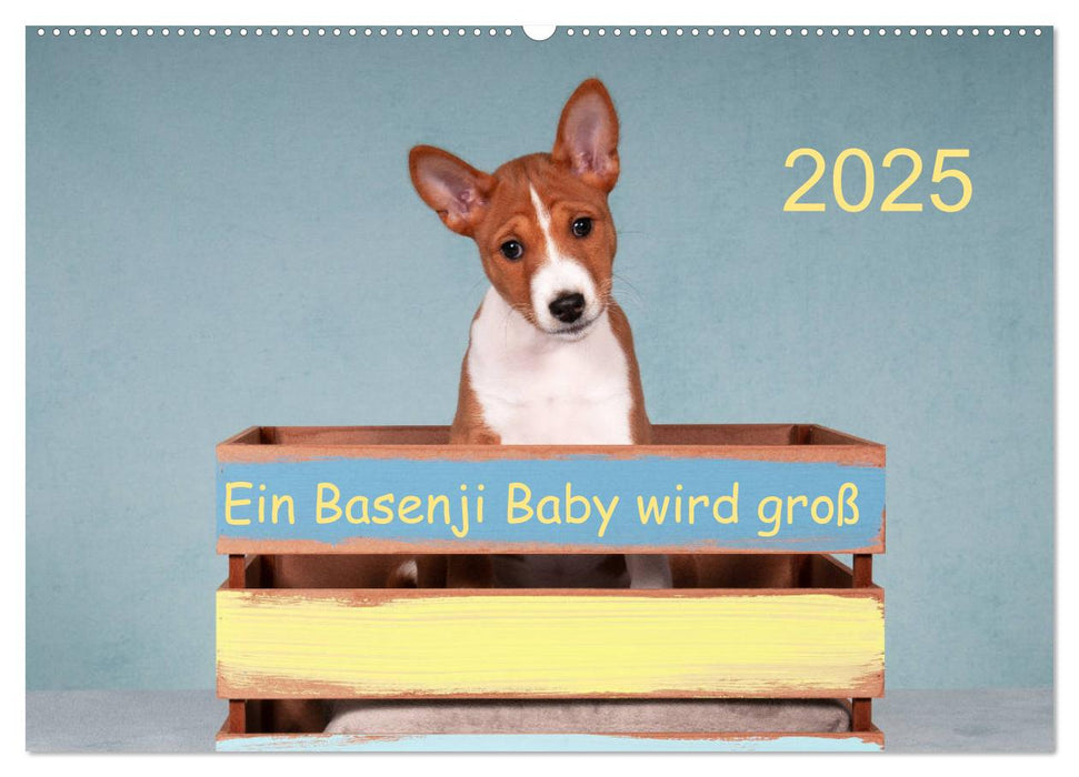 Ein Basenji Baby wird groß (CALVENDO Wandkalender 2025)