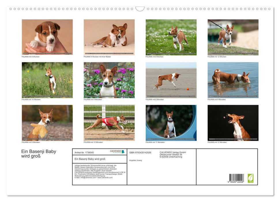 Ein Basenji Baby wird groß (CALVENDO Wandkalender 2025)