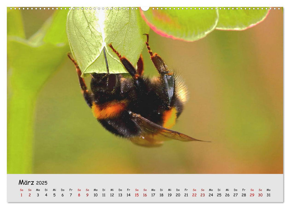 Gefährdete Insekten - unsere Nützlinge (CALVENDO Premium Wandkalender 2025)