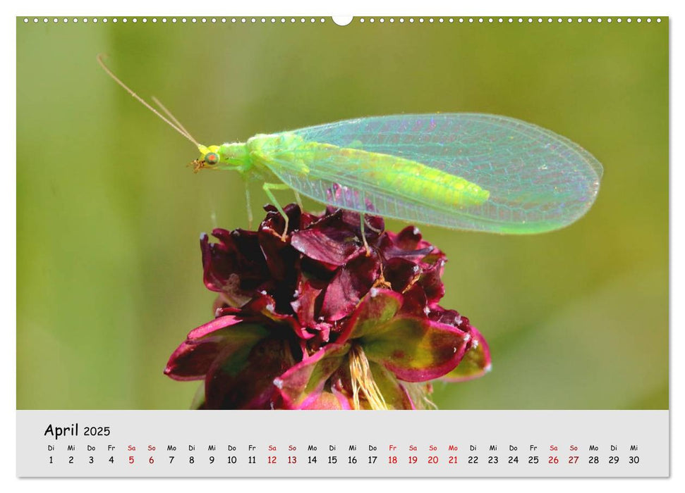 Gefährdete Insekten - unsere Nützlinge (CALVENDO Premium Wandkalender 2025)